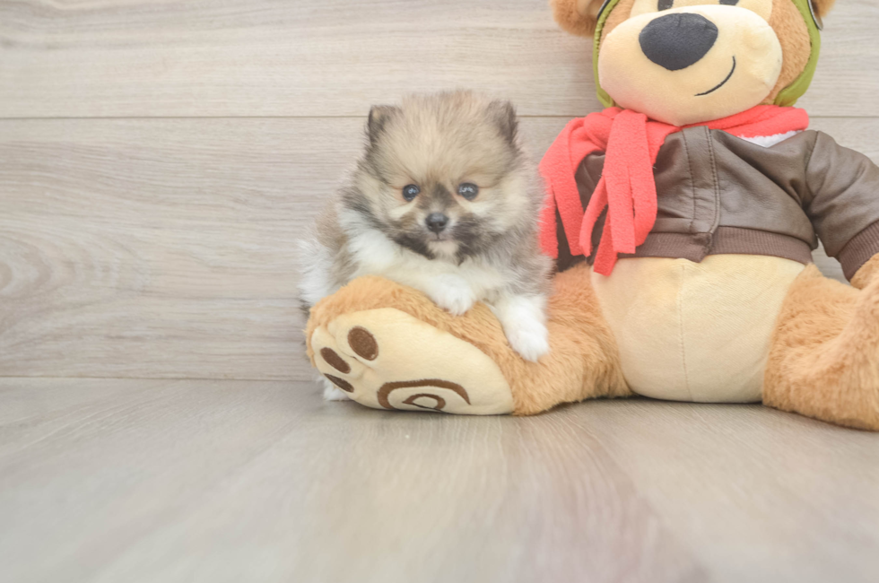 6 week old Pomeranian Puppy For Sale - Lone Star Pups