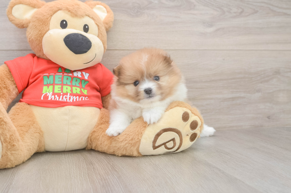 5 week old Pomeranian Puppy For Sale - Lone Star Pups