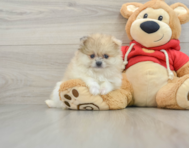 8 week old Pomeranian Puppy For Sale - Lone Star Pups