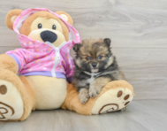 9 week old Pomeranian Puppy For Sale - Lone Star Pups