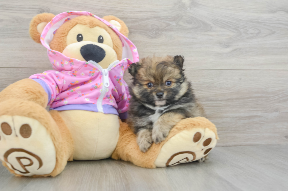 5 week old Pomeranian Puppy For Sale - Lone Star Pups