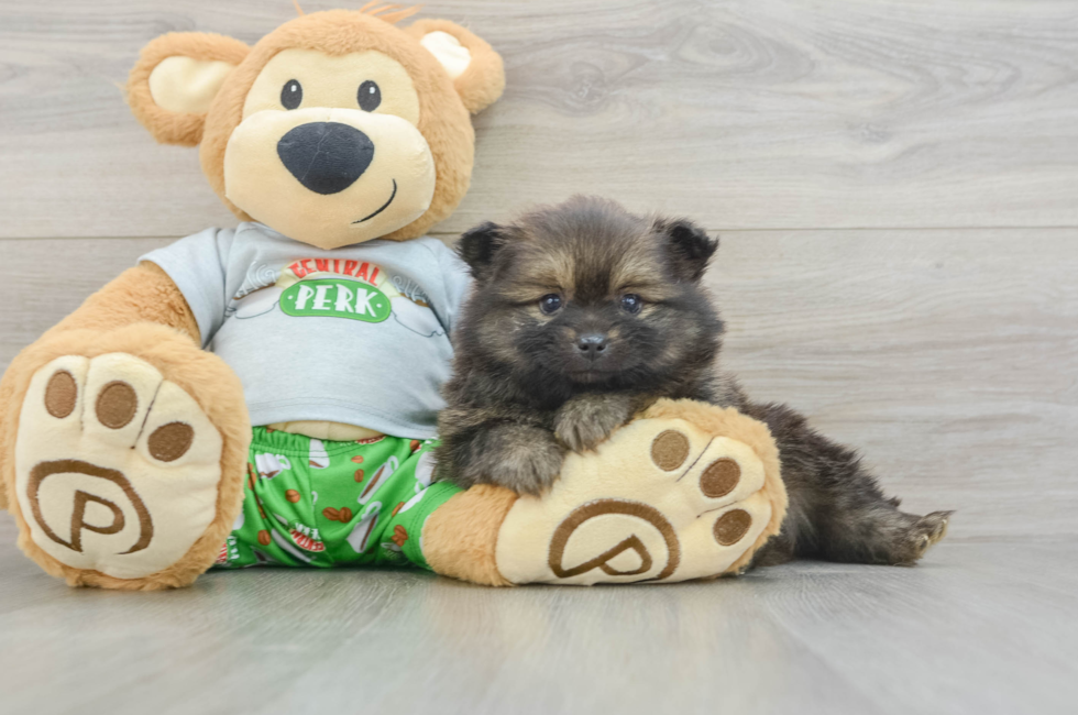 5 week old Pomeranian Puppy For Sale - Lone Star Pups