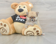7 week old Pomeranian Puppy For Sale - Lone Star Pups