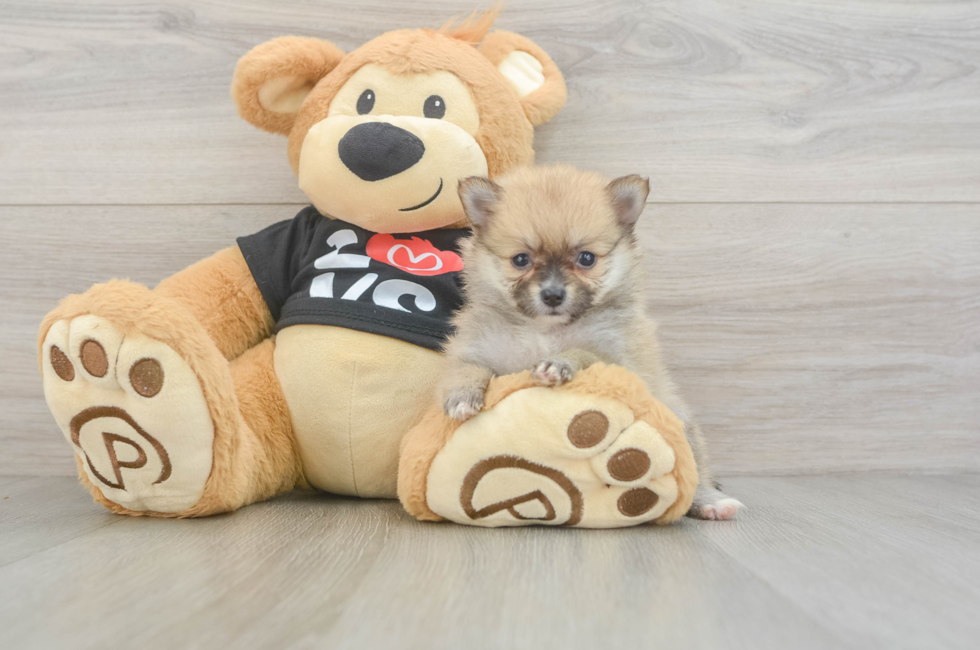 6 week old Pomeranian Puppy For Sale - Lone Star Pups