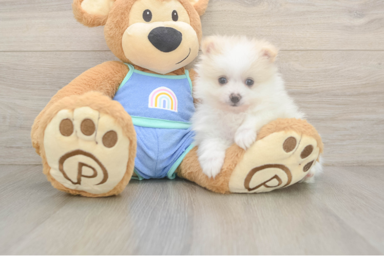 Pomeranian Puppy for Adoption