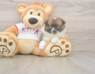 8 week old Pomeranian Puppy For Sale - Lone Star Pups