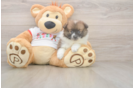 Pomeranian Pup Being Cute