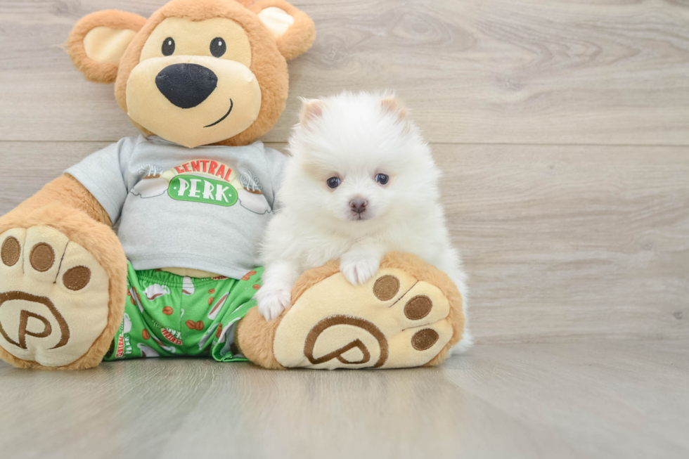 Little Pomeranian Baby