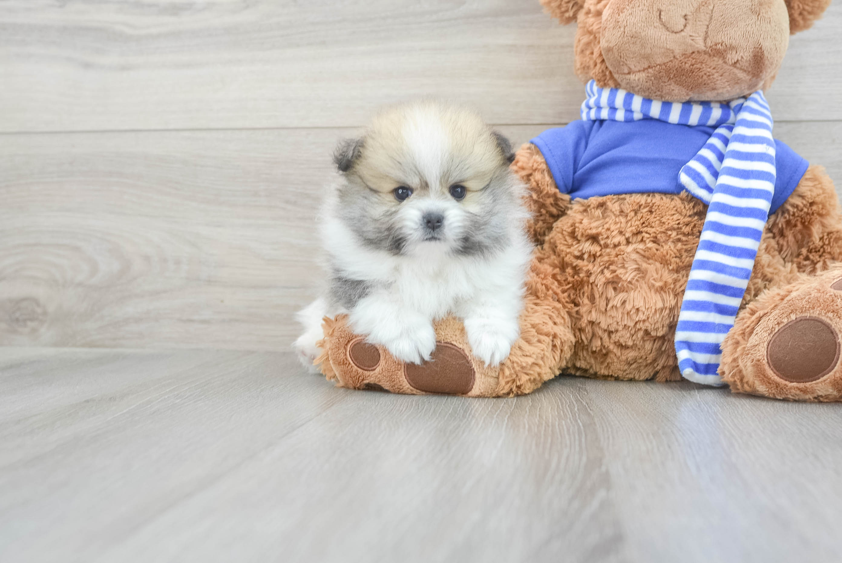 Pomeranian Pup Being Cute
