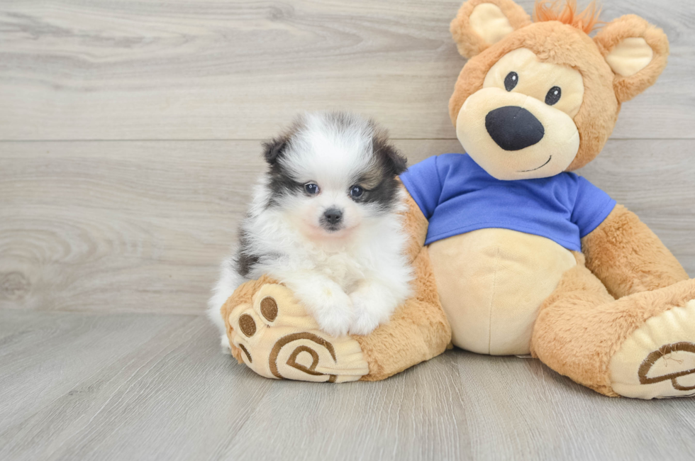 6 week old Pomeranian Puppy For Sale - Lone Star Pups