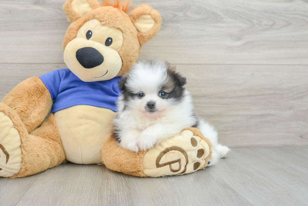 Fluffy Pom Pom Purebred Puppy