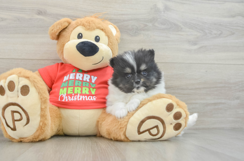 6 week old Pomeranian Puppy For Sale - Lone Star Pups