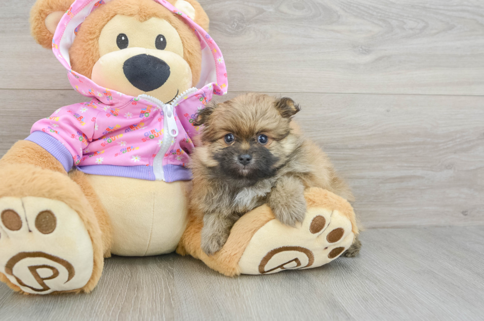 5 week old Pomeranian Puppy For Sale - Lone Star Pups