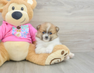 7 week old Pomeranian Puppy For Sale - Lone Star Pups