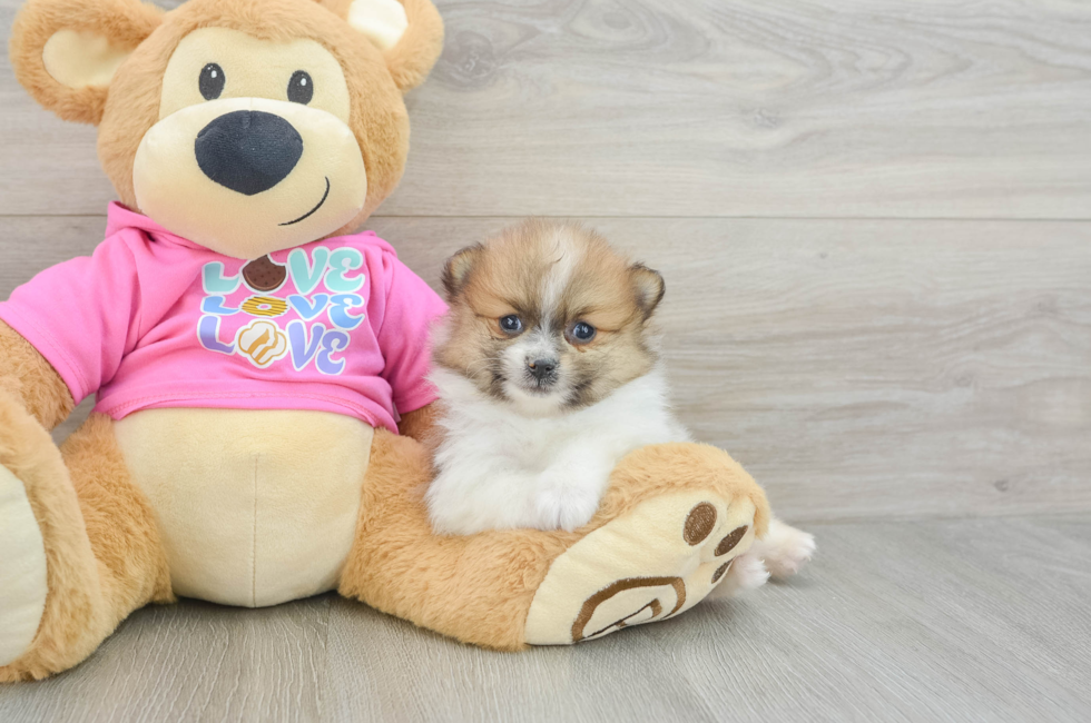 6 week old Pomeranian Puppy For Sale - Lone Star Pups