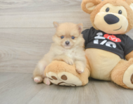 7 week old Pomeranian Puppy For Sale - Lone Star Pups