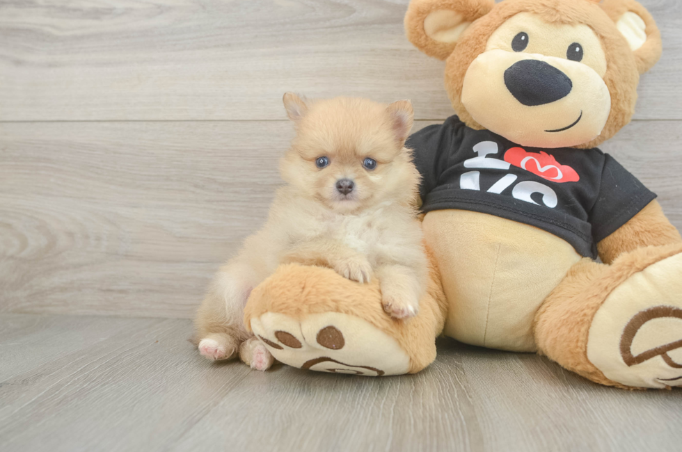 6 week old Pomeranian Puppy For Sale - Lone Star Pups