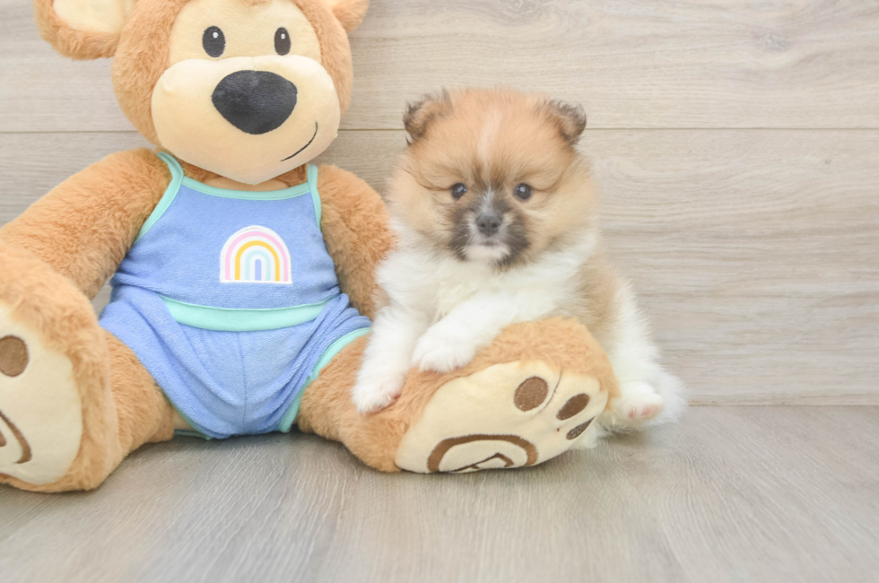 5 week old Pomeranian Puppy For Sale - Lone Star Pups