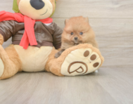 6 week old Pomeranian Puppy For Sale - Lone Star Pups