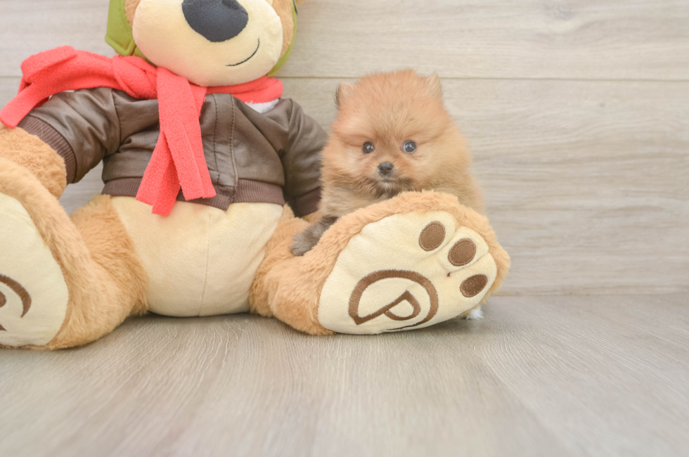 6 week old Pomeranian Puppy For Sale - Lone Star Pups