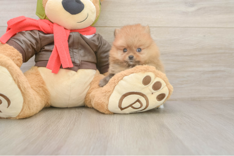 Meet Ezra - our Pomeranian Puppy Photo  1/3 - Lone Star Pups Best Pomeranian Baby