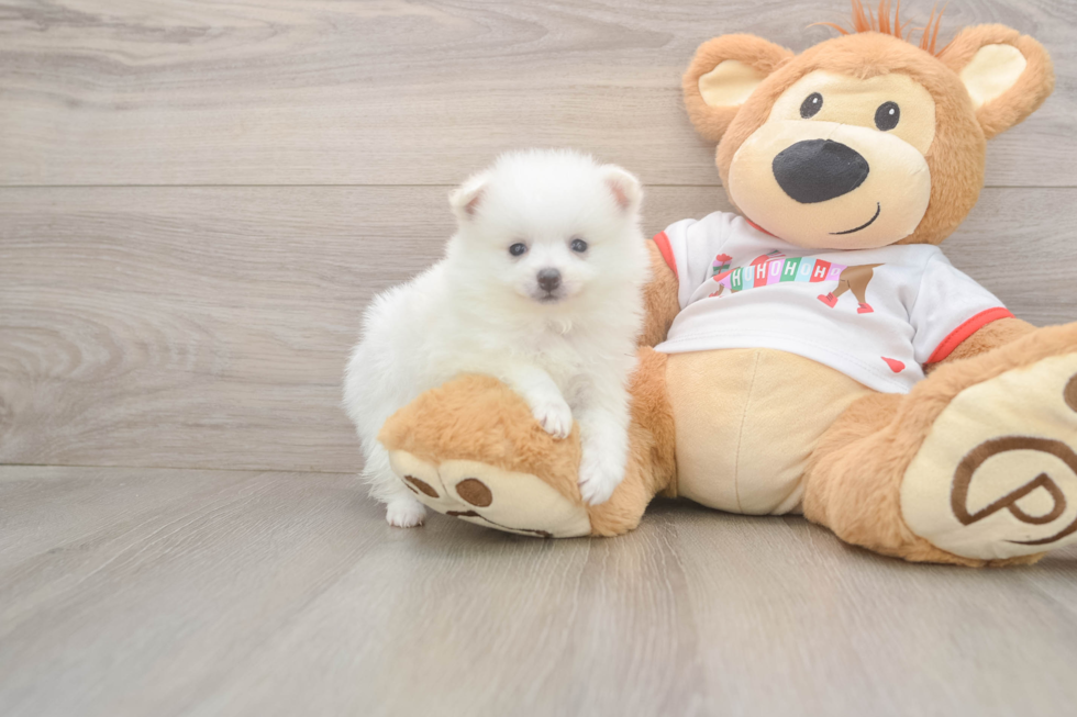 Best Pomeranian Baby