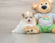 8 week old Pomeranian Puppy For Sale - Lone Star Pups