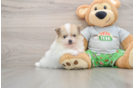 Happy Pom Dog Purebred Puppy