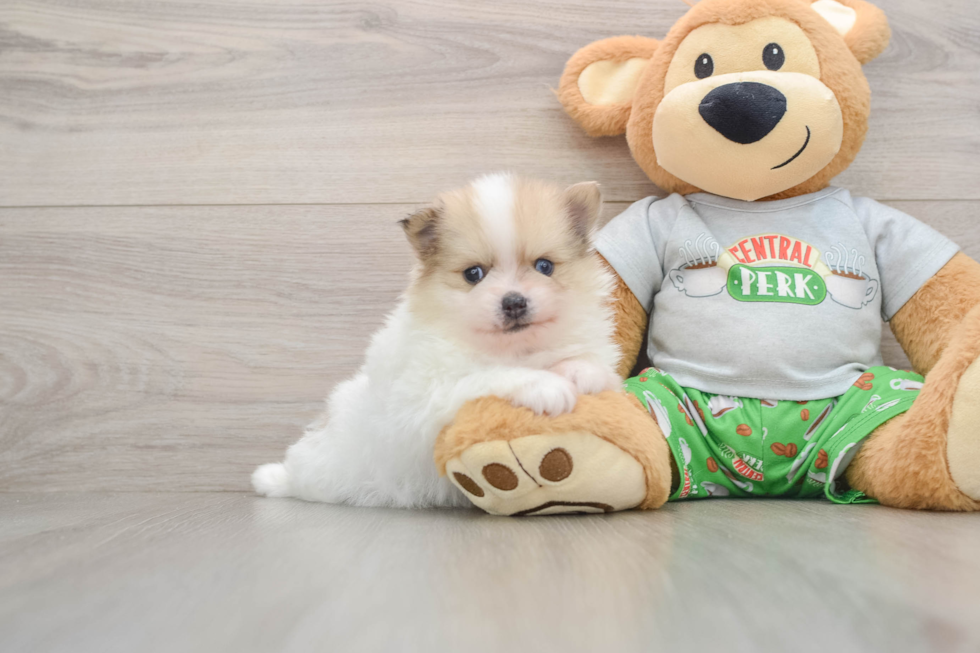 Happy Pom Dog Purebred Puppy