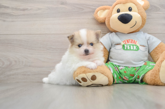 Happy Pom Dog Purebred Puppy