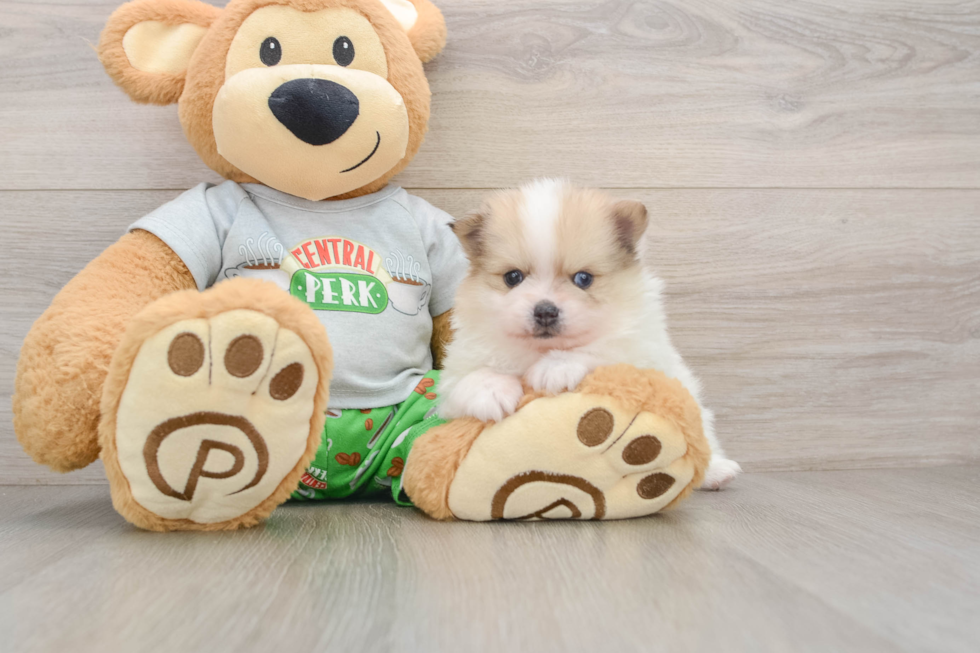 Sweet Swergspitz Purebred Puppy