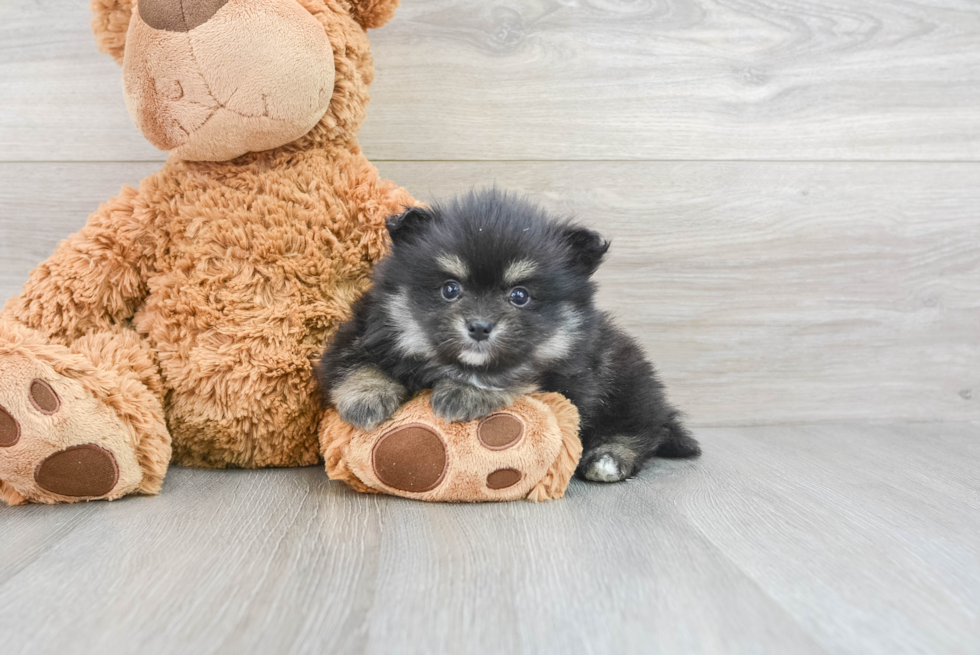 Pomeranian Pup Being Cute