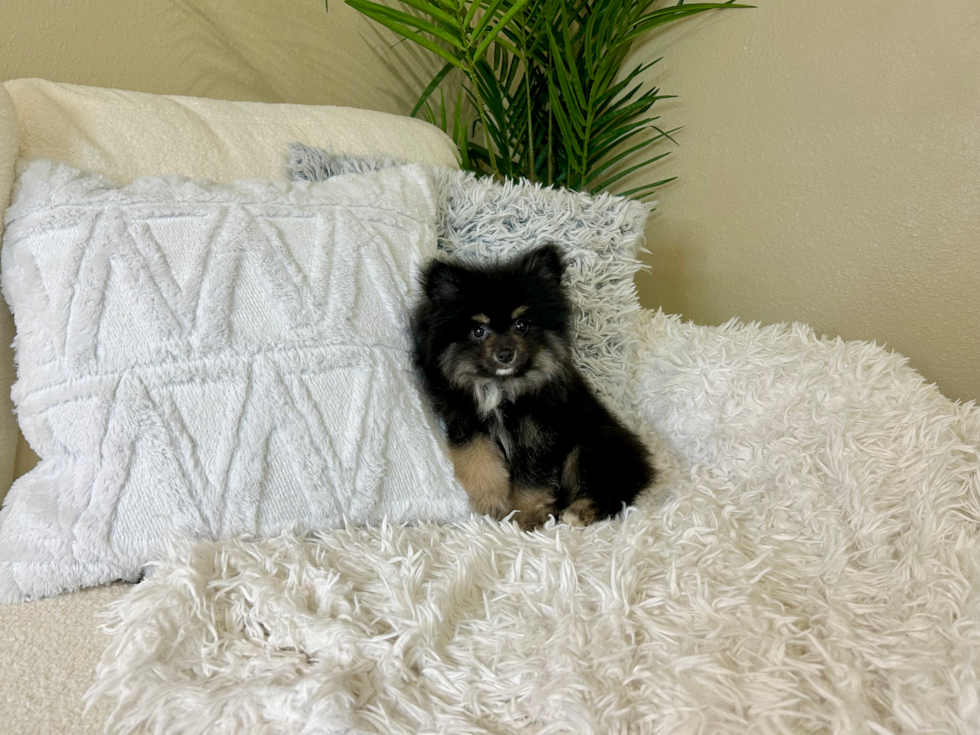 Cute Pomeranian Baby