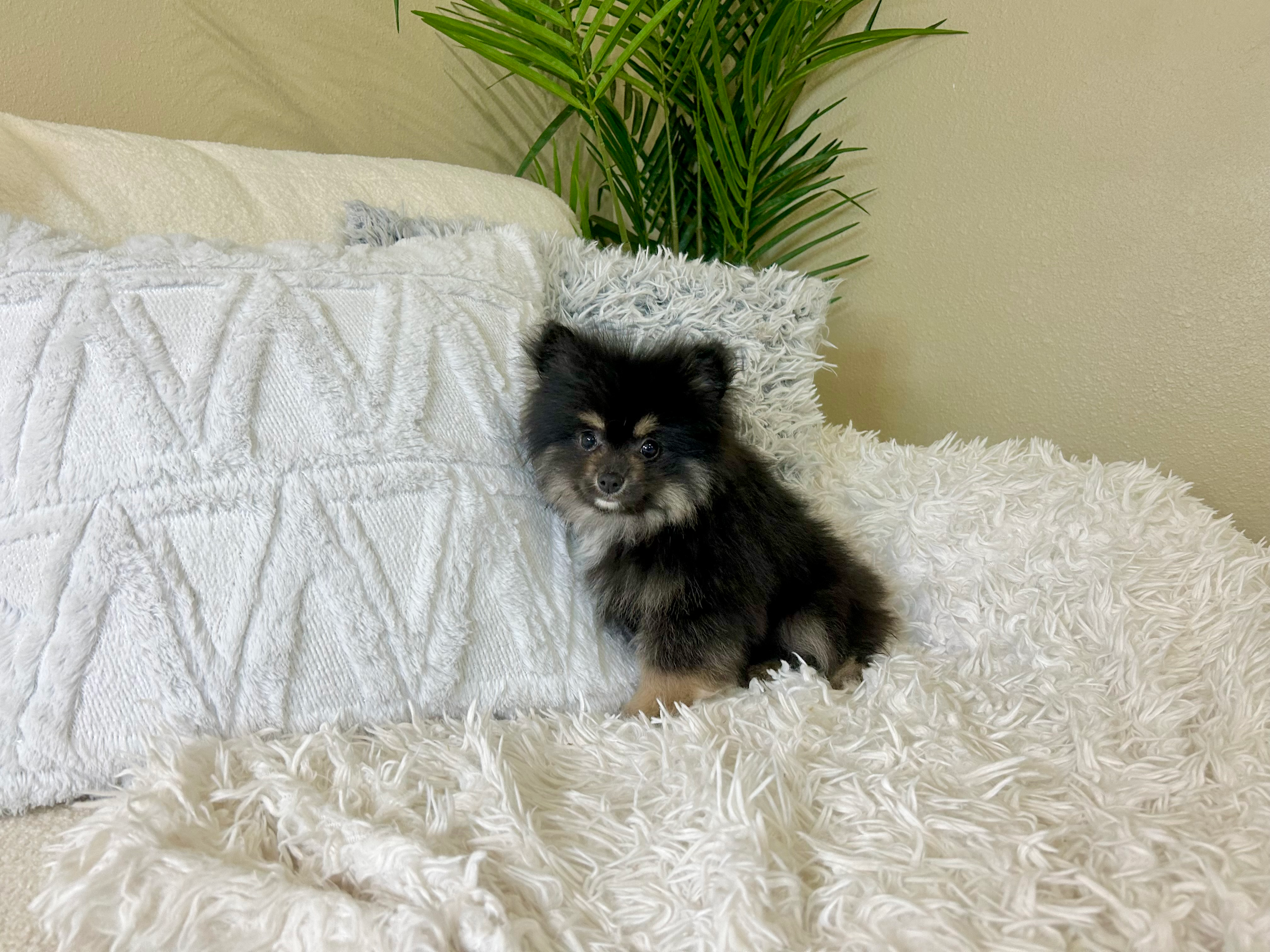 Cute Pomeranian Purebred Puppy