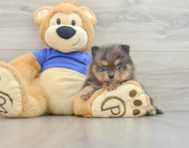 7 week old Pomeranian Puppy For Sale - Lone Star Pups