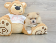 5 week old Pomeranian Puppy For Sale - Lone Star Pups