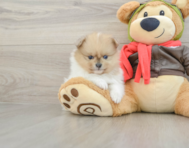 6 week old Pomeranian Puppy For Sale - Lone Star Pups
