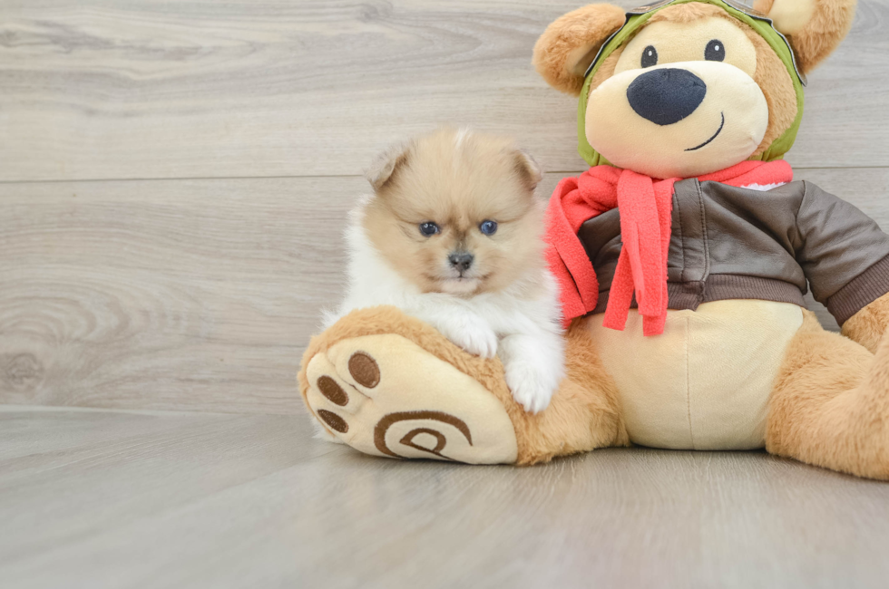 7 week old Pomeranian Puppy For Sale - Lone Star Pups