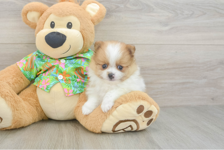 Playful Pomeranian Baby