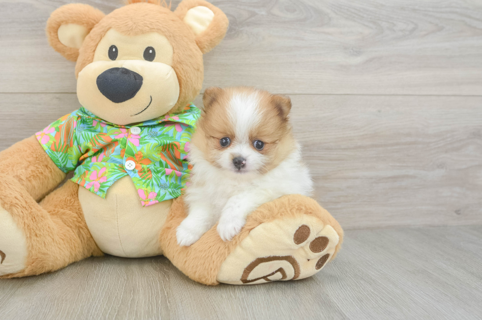 6 week old Pomeranian Puppy For Sale - Lone Star Pups