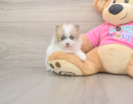 5 week old Pomeranian Puppy For Sale - Lone Star Pups