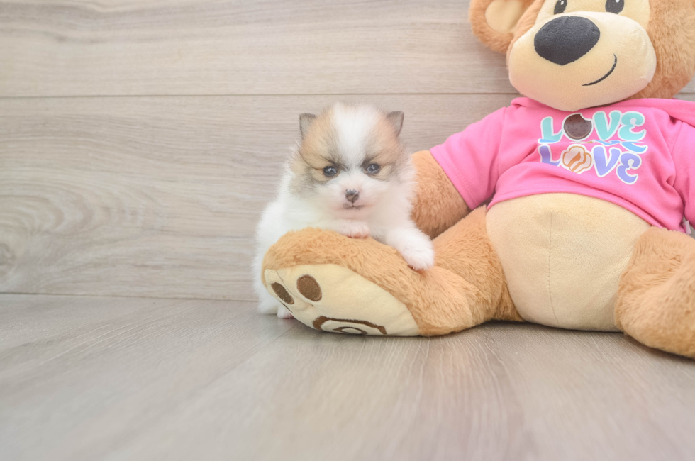 5 week old Pomeranian Puppy For Sale - Lone Star Pups