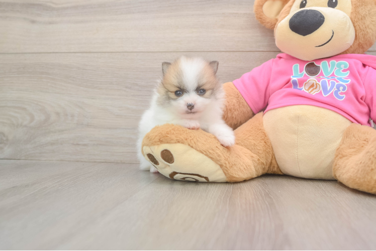 Meet Falco - our Pomeranian Puppy Photo  1/3 - Lone Star Pups Playful Pomeranian Baby