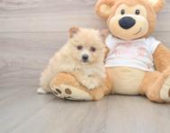 6 week old Pomeranian Puppy For Sale - Lone Star Pups