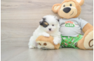 Petite Pom Pom Purebred Puppy