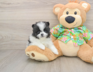9 week old Pomeranian Puppy For Sale - Lone Star Pups