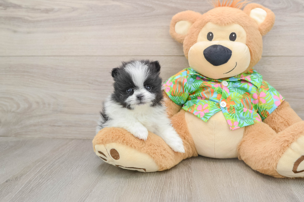 Little Pomeranian Baby