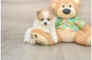 Best Pomeranian Baby