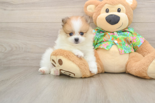 Best Pomeranian Baby