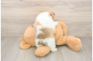 Friendly Pomeranian Purebred Pup